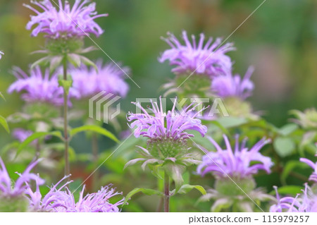Mint or Monarda Mint or Monarda 115979257
