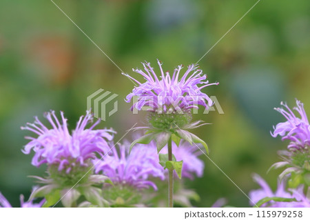Mint or Monarda Mint or Monarda 115979258