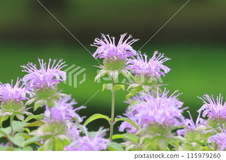 薄荷或薄荷 115979260