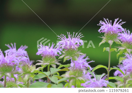 薄荷或薄荷 115979261