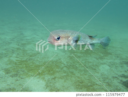 The spot-fin porcupinefish (Diodon hystrix) fish on a coral reef at the bottom of the Gulf of Oman The spot-fin porcupinefish (Diodon hystrix) fish on a coral reef at the bottom of the Gulf of Oman 115979477
