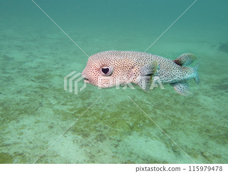 The spot-fin porcupinefish (Diodon hystrix) fish on a coral reef at the bottom of the Gulf of Oman 115979478