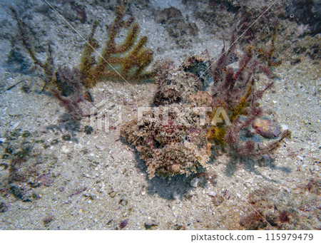 Poisonous scorpion fish among soft corals at the bottom of the Gulf of Oman 115979479