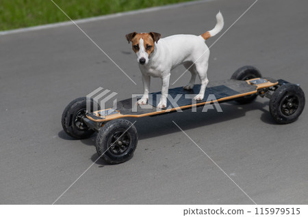 A Jack Russell Terrier dog rides an electric longboard.  115979515
