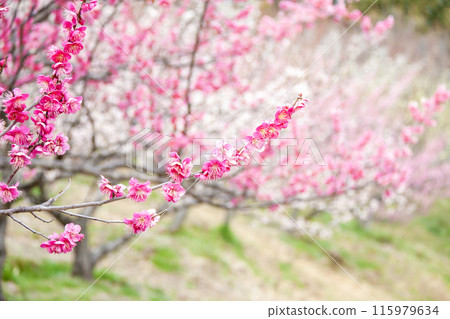 Red and white plum blossoms in full bloom signal the arrival of spring 115979634