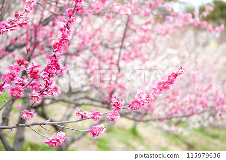 Red and white plum blossoms in full bloom signal the arrival of spring 115979636