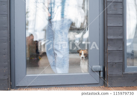 The dog stands at the patio window and asks to go outside. The dog stands at the patio window and asks to go outside. 115979730