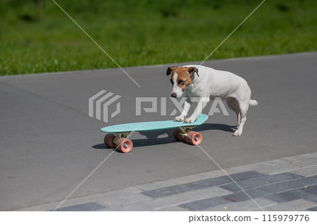Jack Russell Terrier dog rides a penny board in the park. Jack Russell Terrier dog rides a penny board in the park. 115979776