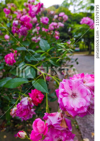 Summer rose garden, pink roses in full bloom Summer rose garden, pink roses in full bloom 115979795
