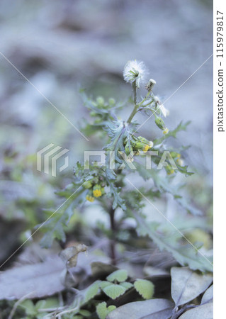 Groundsel 花和絨毛 115979817