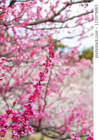 Red and white plum blossoms in full bloom signal the arrival of spring 115979863