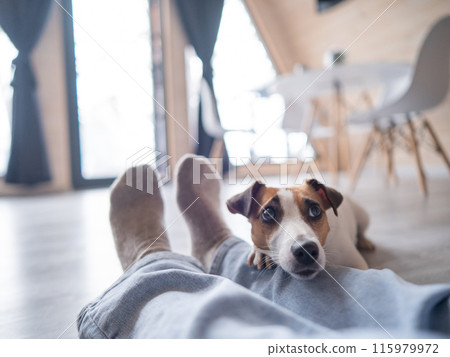 A Jack Russell Terrier dog lies on the feet of its owner in a country house near the patio window. A Jack Russell Terrier dog lies on the feet of its owner in a country house near the patio window. 115979972