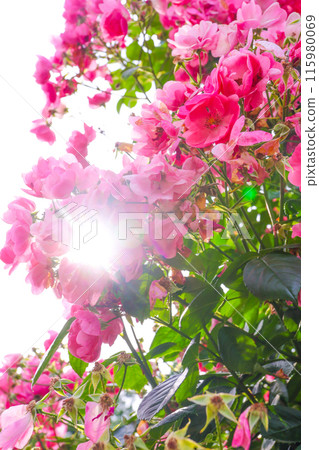 Pink roses in full bloom bathed in the early summer sunshine 115980069