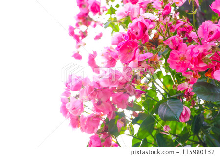 沐浴初夏陽光的粉紅玫瑰盛開 115980132