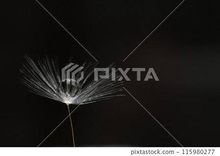 Fluff and drops stand out against a black background Fluff and drops stand out against a black background 115980277