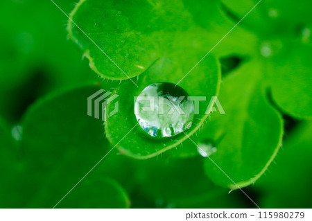 water droplets falling on green leaves 115980279