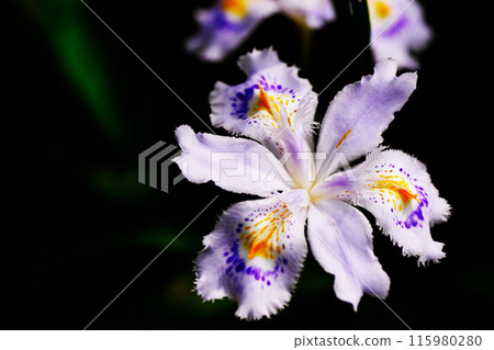 Iris japonica flowers stand out against a dark background 115980280