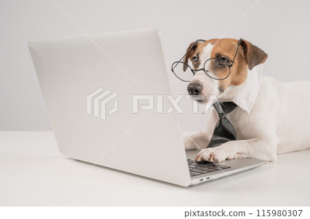 Cute Jack Russell Terrier dog wearing glasses and a tie sits at a laptop on a white background. Cute Jack Russell Terrier dog wearing glasses and a tie sits at a laptop on a white background. 115980307