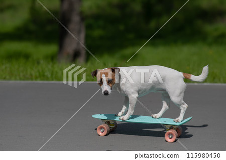 Jack Russell Terrier dog rides a penny board in the park. Jack Russell Terrier dog rides a penny board in the park. 115980450
