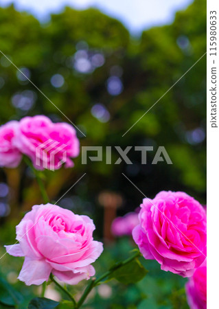 Pink roses in full bloom in the early summer breeze 115980633
