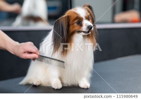 Caucasian woman combing a dog. Papillon Continental Spaniel on grooming.  115980649
