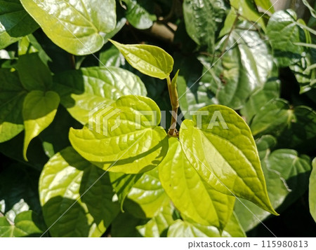 Vines leaves 115980813