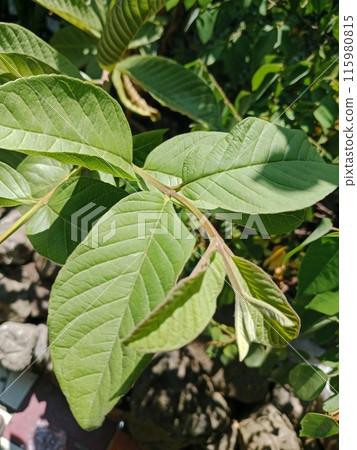 Guava tree shoots  115980815