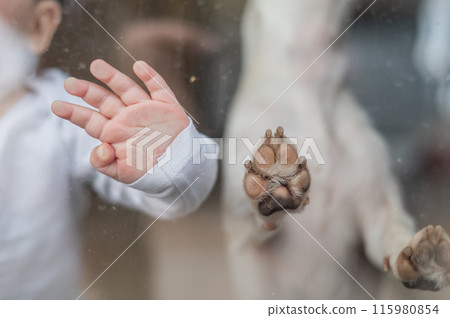 Close-up of baby boy's palm and paw of Jack Russell Terrier dog on patio window. Close-up of baby boy's palm and paw of Jack Russell Terrier dog on patio window. 115980854