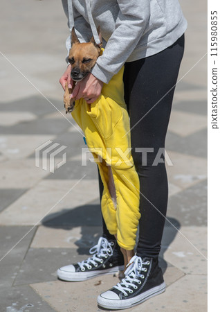 A young Caucasian woman in a jacket walks with a small dog in overalls. Russian toy terrier stands on its hind legs. Vertical photo.  115980855