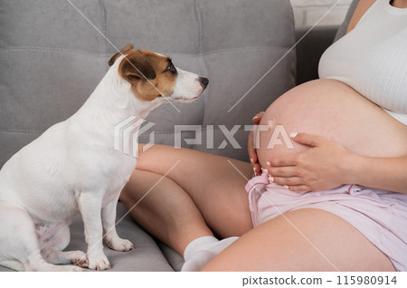 Pregnant woman is sitting on the sofa with her dog Jack Russell Terrier.  115980914