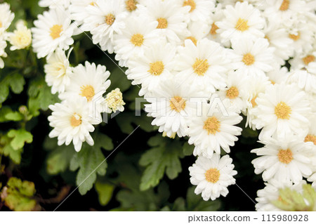 菊花小花集合 115980928