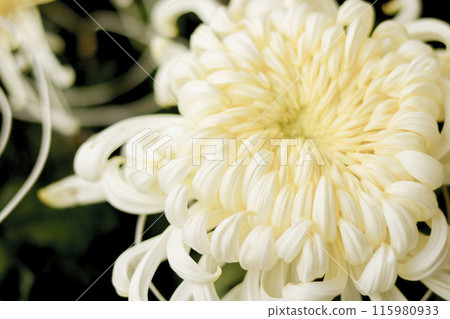 Large white chrysanthemum flower 115980933
