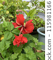 Hibiscus 115981166