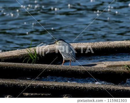水邊條紋鷺 115981303