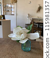 Gardenia 115981357
