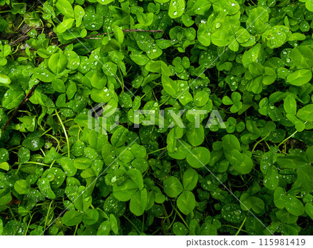 Green natural grass clover with rain drops. Green natural grass clover with rain drops. 115981419