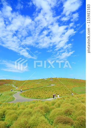 Kochia/View Hill 是我開始喜歡色彩的地方。 115981583
