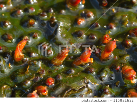大兵藤川五衣 115981652