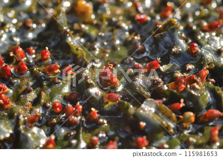 大兵藤川五衣 115981653