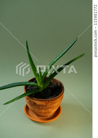 Green Aloe Vera plant in clay flowerpot. 115981772