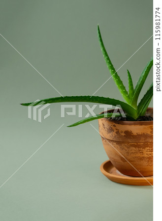 Aloe Vera displayed in clay pot. 115981774