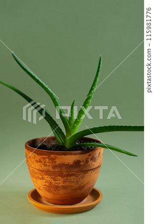 Green Aloe Vera plant in clay flowerpot. 115981776