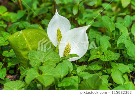 A quietly blooming skunk cabbage seen on the Kagamiike Promenade 115982392
