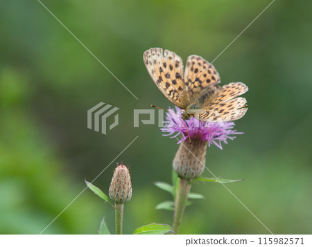 Lesser marbled fritillary sucking thistle nectar Lesser marbled fritillary sucking thistle nectar 115982571