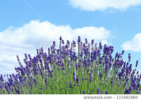 Lavender flower garden Lavender flower garden 115982860