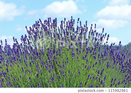 Lavender flower garden Lavender flower garden 115982861