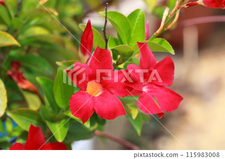 Bright red sun parasol flower 115983008