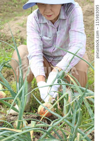 A woman in her 70s is sitting and digging up onions. A woman in her 70s is sitting and digging up onions. 115983095