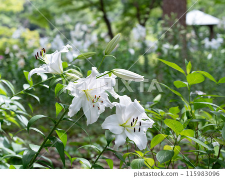 White lilies on the grass 115983096