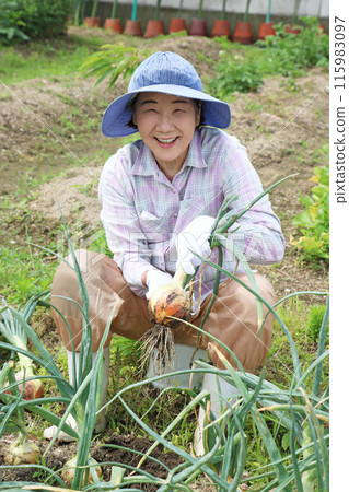 A woman in her 70s is sitting and harvesting onions, looking at the camera 115983097